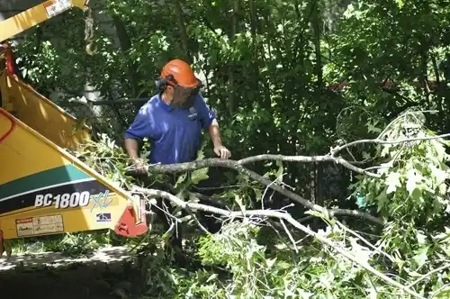 tree services Alger
